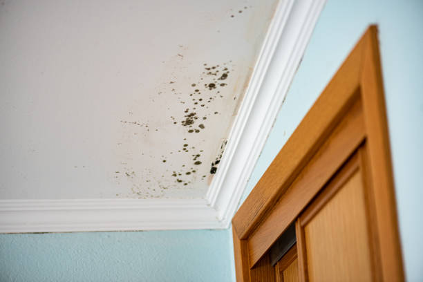 Best Commercial Mold Remediation in Brooklyn, IA