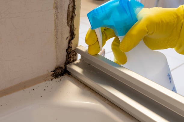 Reliable Brooklyn, IA Mold Remediation Solutions