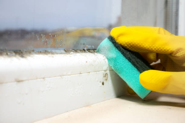Best White Mold Remediation in Brooklyn, IA